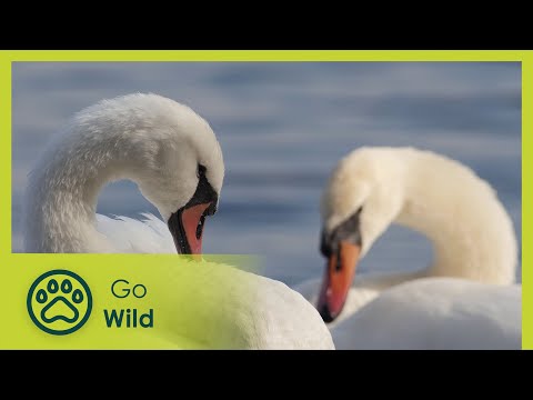 Ash and Lava - Wild Italy: Living with Volcanoes 2/3 - Go Wild