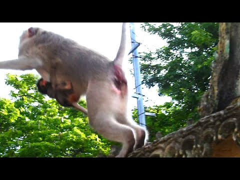 OMG!, Tiniest Baby Is Stolen By Adult Monkey When Mother Left Baby Behind