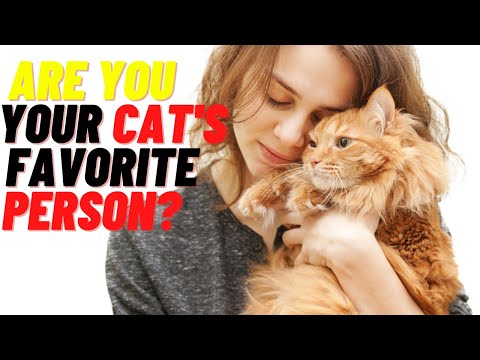 Are You Your Cat's Favorite Person? Discover! - YouTube