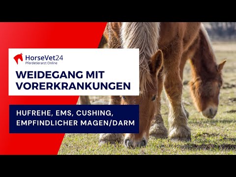 Weidegang für Pferde mit Vorerkrankungen: Hufrehe, EMS, Cushing ECS, empfindlicher Magen/Darm