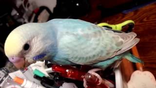 セキセイインコのひな（オス♂１羽）の初放鳥－かごの外に出してみた（３）