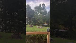 ✨ Cutest Backyard Visitors Ever! #natureshorts  #deer #lakelife