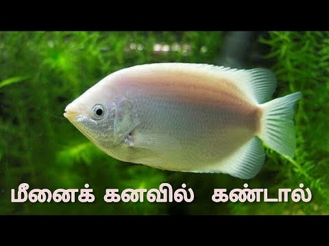 What is the benefit of seeing fish in a dream! | meenai kanavil kandal | fish in dream | see desc...