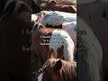 These mustangs are just ghosts of the majestic animals, they are meant to be… we hope to save them