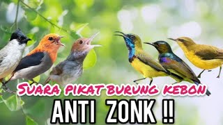 Download lagu Suara Pikat Burung Kebon Ribut Anti Zonk mp3