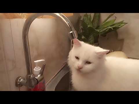 My pet ,❤️❤️❤️baby Lyka.😘