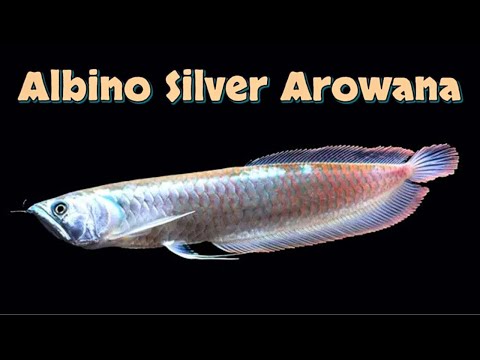 Albino Arowana Osteoglossum bicirrhosum care guide
