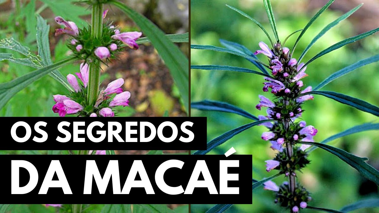 ERVA DE MACAÉ: CURA QUASE TUDO! #046