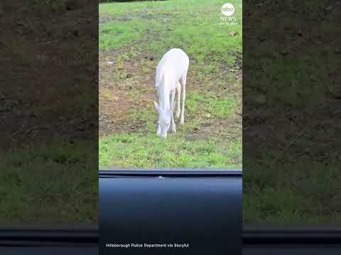Rare albino deer spotted in North Carolina
