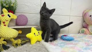 ロシアンブルーの動画01