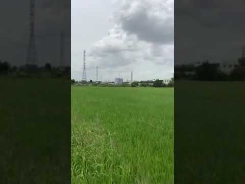 Bán 2 công đất ruộng giá 250tr |Nhà đất Bạc Liêu