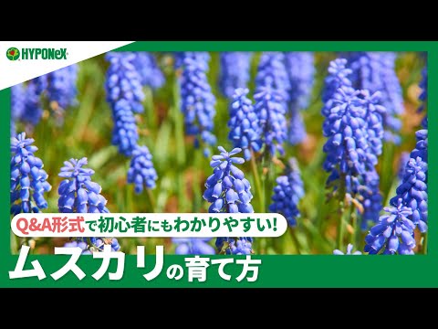 園芸 アルメニア産のムスカリ
