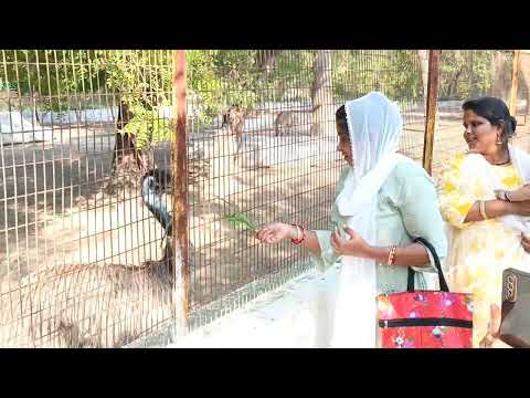 shuturmurg kaise khana khata hai || ostricho kaise khana khata hai #ostriches #ostrichplug  #shorts