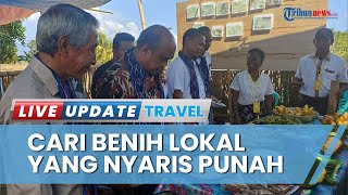 Berkat Kedatangan 10 Mahasiswa IFTK Ledalero, Petani Desa Posiwatu Semangat Lestarikan Benih Lokal