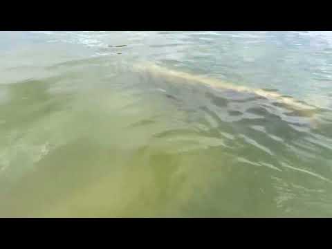 Lake lavon island pass