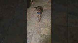 Video preview image #1 Rat Terrier-Unknown Mix Puppy For Sale in Oakhurst, NJ, USA