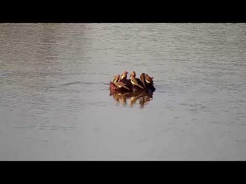 Djuma: Hippo with Oxpeckers on it's head - 15:52 - 07/11/21