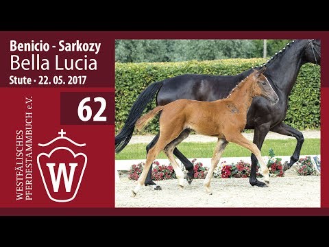 62 Bella Lucia  Stute v. Benicio - Sarkozy