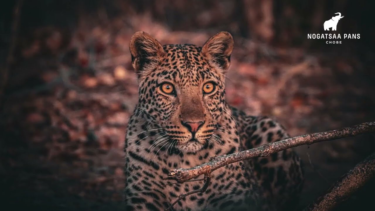 Nogatsaa Pans Chobe Lodge