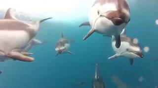 NAWJA NIMRI - Following The Dolphins