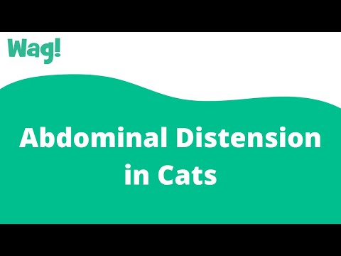 Abdominal Distension in Cats | Wag!