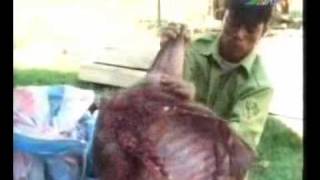 preview picture of video '(Bushmeat) Thịt thú rừng tại Cát Tiên _ Lâm Đồng'