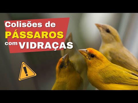 Vidraças video