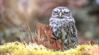 A Sign From God - Cogasm - Robert Smith vocal