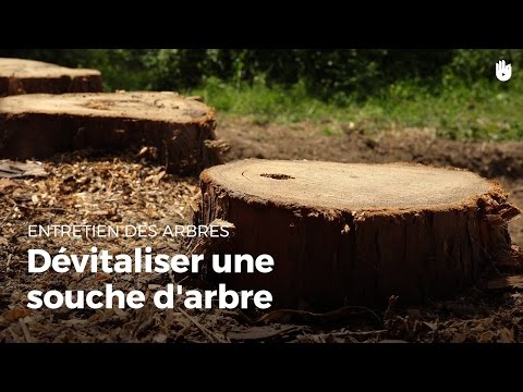 Dévitaliser une souche d'arbre