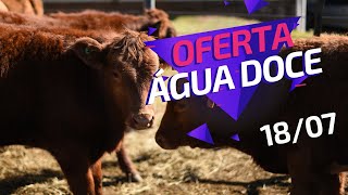 Leilão em Água Doce, Santa Catarina | Oferta de Novilhas e Touros 18/07/2020 | Evoluê AG