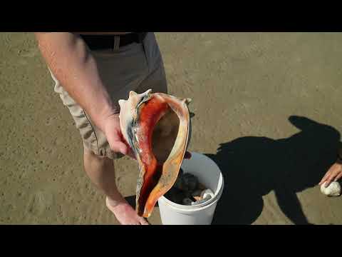 Beaching - Shelling - Boating - Cape Lookout and Shark Island North Carolina