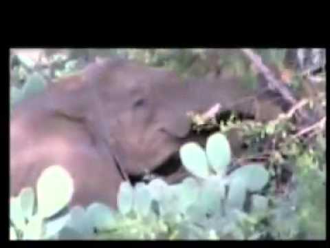 Aman Gobana - Haadha gootaa (Oromo Music)