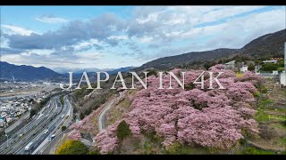 Japan in 4K : まつだ桜まつり 河津桜