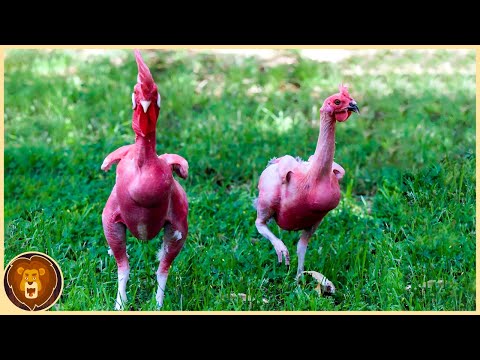 , title : '10 Einzigartige Hühnerrassen, die es wirklich gibt'