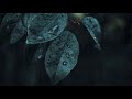 Rain Whatsapp Status Rain Whatsapp Status Video Rain Day
