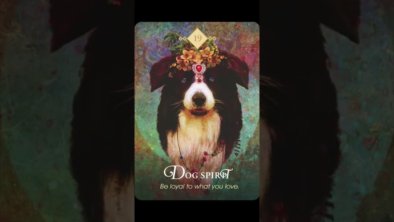 Boodschappen van de Dieren Orakel - Colette Baron-Reid #Shorts #Shortsvideo