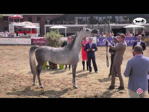 N 99 MAMMA MIA   AH Weekend 2022   International C Show   Fillies 3 Years Old Class 24