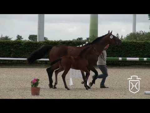 SL137 Stutfohlen von Cascadello I - Corrado I - Athlet Z