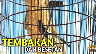 Download lagu Tembakan Murai Batu Muda Hutan Gacor Keras Dan Rapat mp3