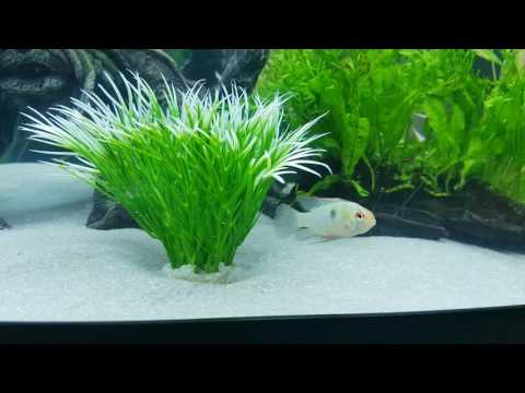 Betta Fish and German Ram happy together in community tank