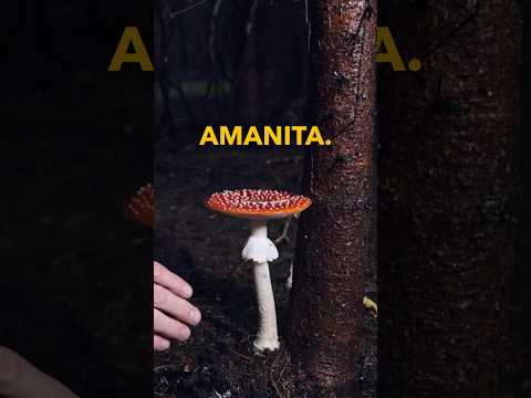 You MUST know how to identify an #Amanita if you hunt mushrooms. Here is how…  #medicinalmushrooms