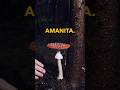 You MUST Know How To Identify An Amanita If You Hunt Mushrooms Here Is How Medicinalmushrooms
