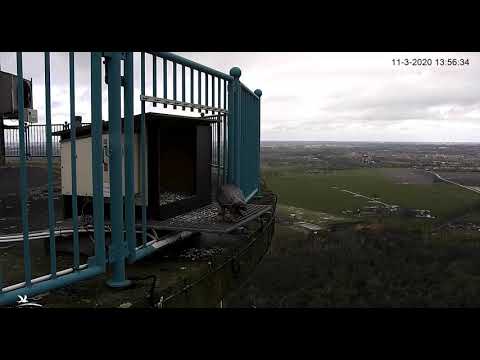 De Mortel. © VWG Gemert/ VBN. 2020 03 11 135943