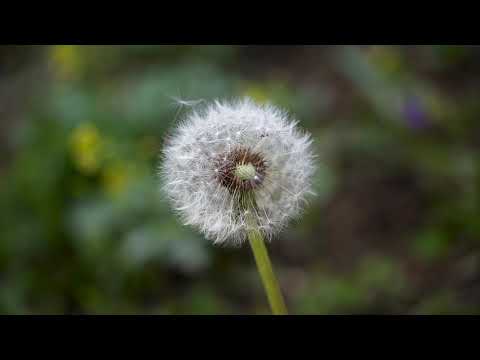 Mind relaxing music volume 19