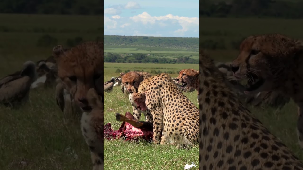 Cheetah feeding behavior and scavenger interactions
