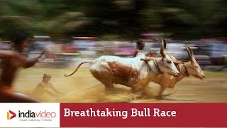 Breathtaking Bull Race at Kakkoor - Kerala Village Life Videos