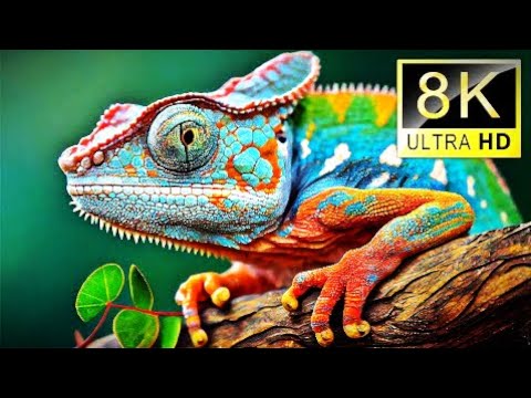 4K African Wildlife: The Most Dangerous Animals of Kwazulu-Natal, Beautiful African With Real Sounds