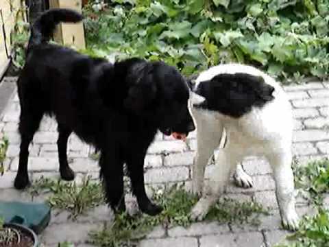 The Ultimate Baby Landseer Mira Movie