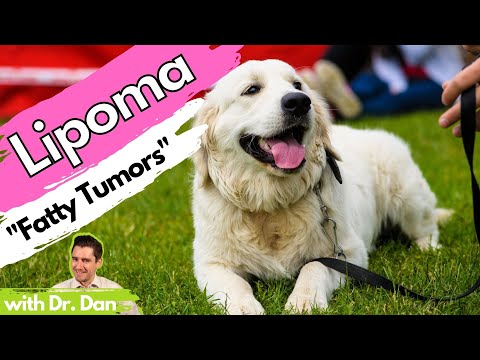 Dog Lipoma.  How a Veterinarian Will Diagnose and Treat Lipomas in the Dog.