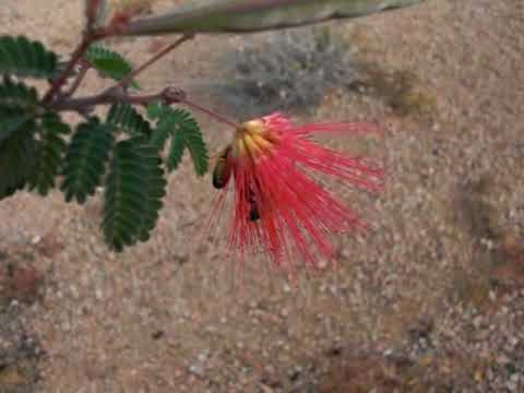 Calliandra californica - Alchetron, The Free Social Encyclopedia